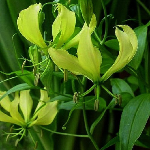 Gloriosa superba 'Greenii'