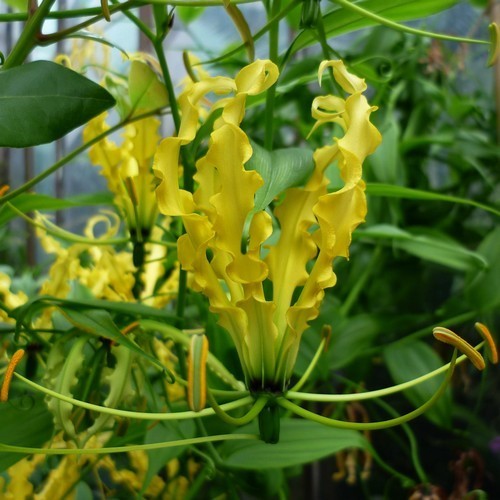 Gloriosa superba 'Lutea'