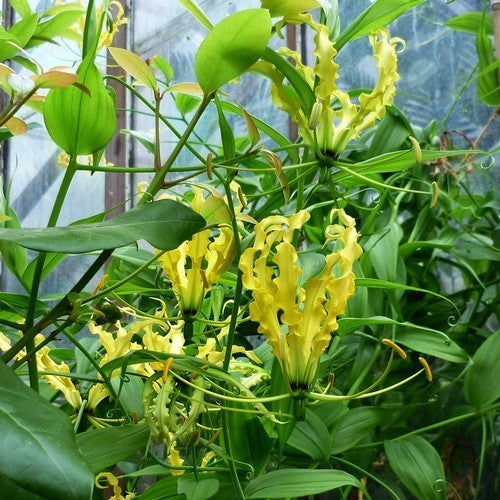 Gloriosa superba 'Lutea'