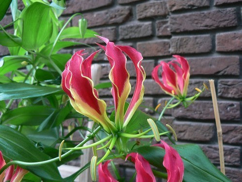 Gloriosa superba 'Rothschildiana'