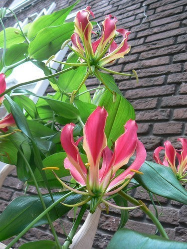 Gloriosa superba 'Rothschildiana'