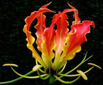 Gloriosa superba