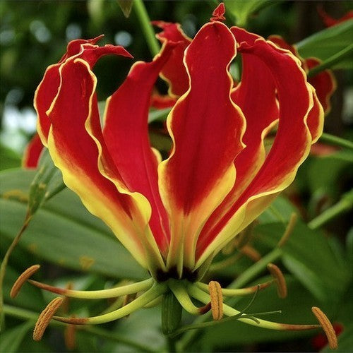 Gloriosa superba