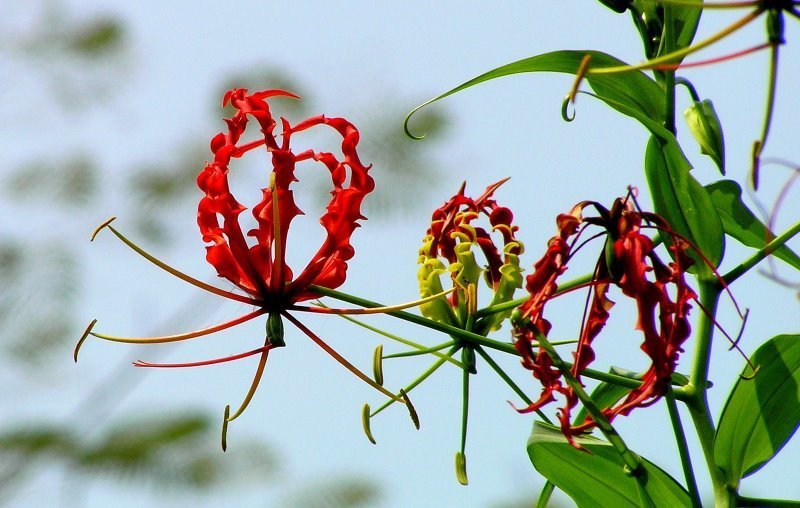 Gloriosa superba