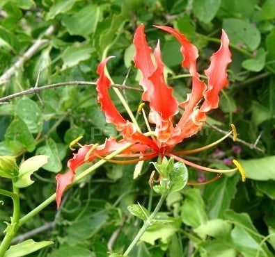 Gloriosa superba