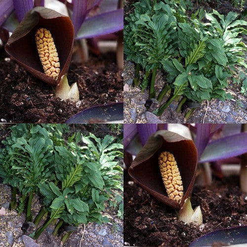 Gorgonidium vermicidum