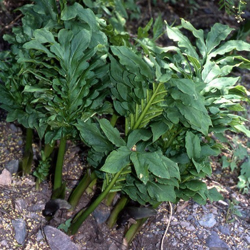 Gorgonidium vermicidum