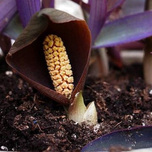 Gorgonidium vermicidum