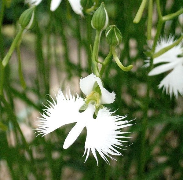 Habenaria radiata