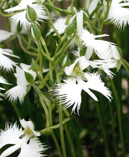 Habenaria radiata