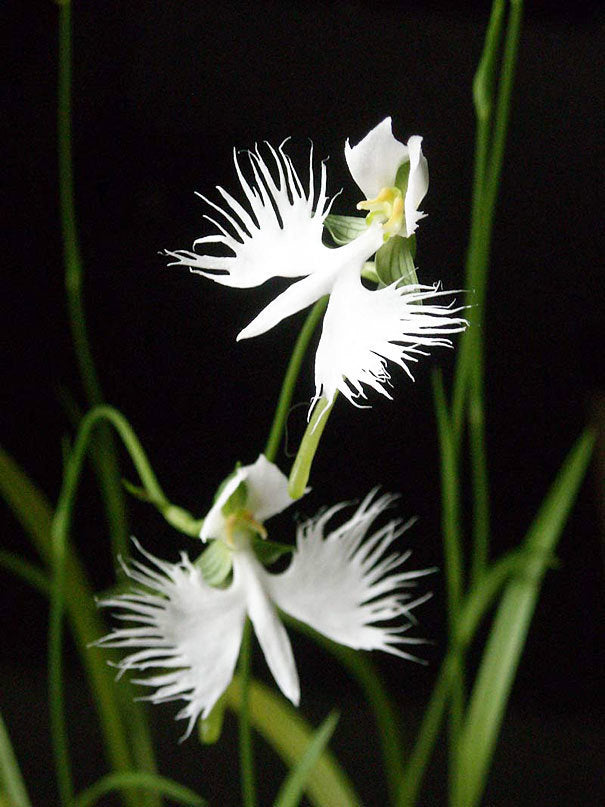 Habenaria radiata