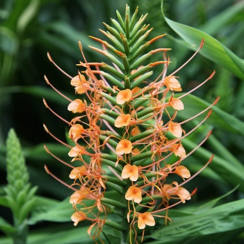 Hedychium coccineum 'Aurantiacum'