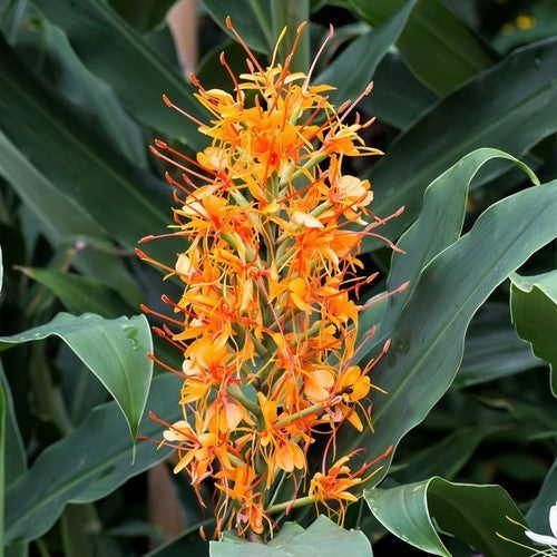 Hedychium coccineum 'Aurantiacum'