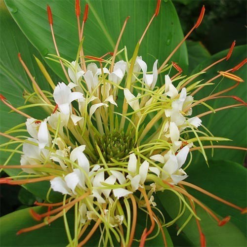 Hedychium ellipticum
