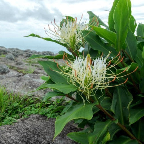 Hedychium ellipticum