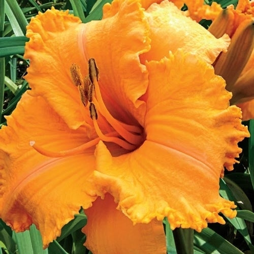 Hemerocallis -Hybriden 'Bas Relief' / 'Colonel Mustard'