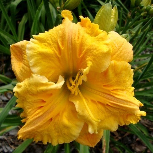 Hemerocallis -Hybriden 'Bas Relief' / 'Colonel Mustard'
