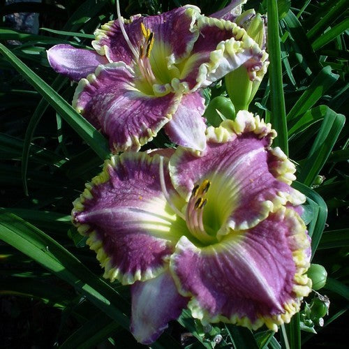 Hemerocallis -Hybriden 'Bestseller'