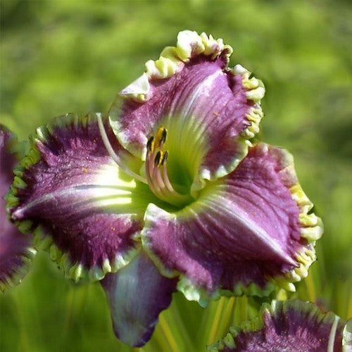 Hemerocallis -Hybriden 'Bestseller'