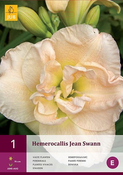 Hemerocallis Hybrids 'Jean Swann'