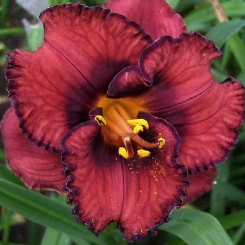 Hemerocallis Hybrids 'Berrylicious'