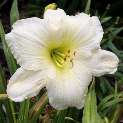 Hemerocallis -Hybriden 'Cool It' / 'Joan Senior'