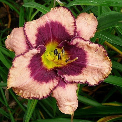 Hemerocallis -Hybriden 'Daring Deception'
