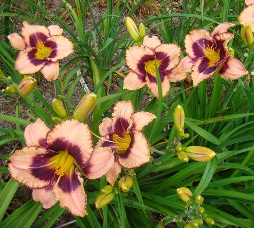 Hemerocallis -Hybriden 'Daring Deception'