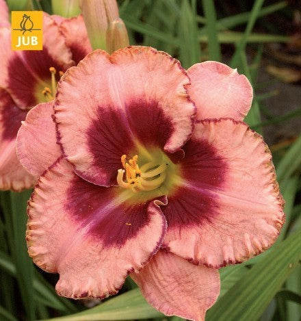Hemerocallis -Hybriden 'Daring Deception'