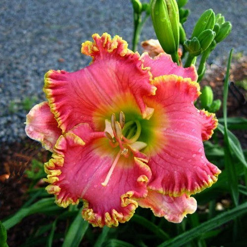 Hemerocallis -Hybriden 'Diva'S Choice''