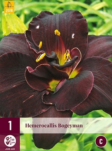 Hemerocallis -Hybriden 'Night Embers' / 'Bogeyman'