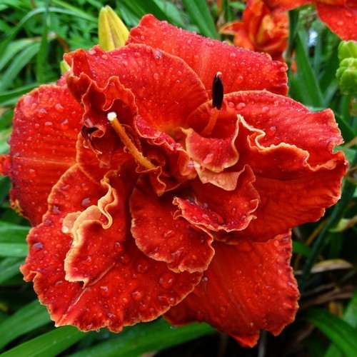 Hemerocallis -Hybriden 'Moses Fire'