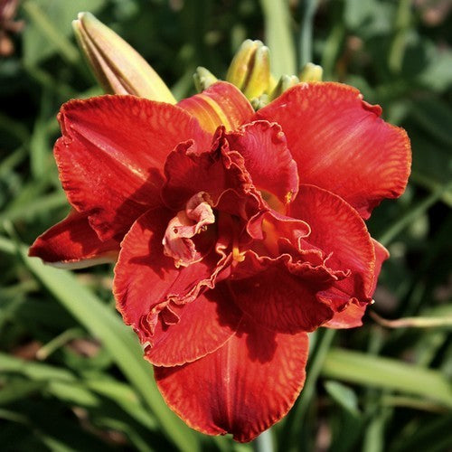 Hemerocallis -Hybriden 'Moses Fire'