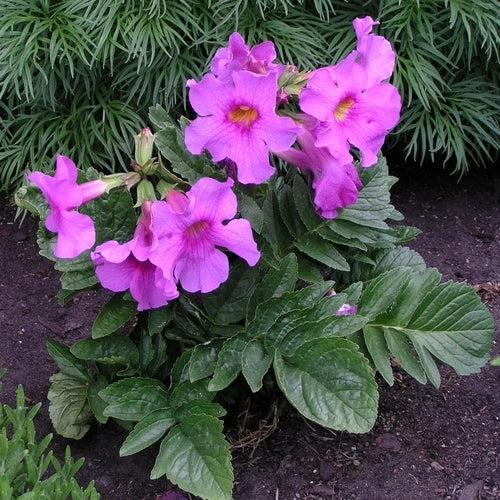Incarvillea delavayi