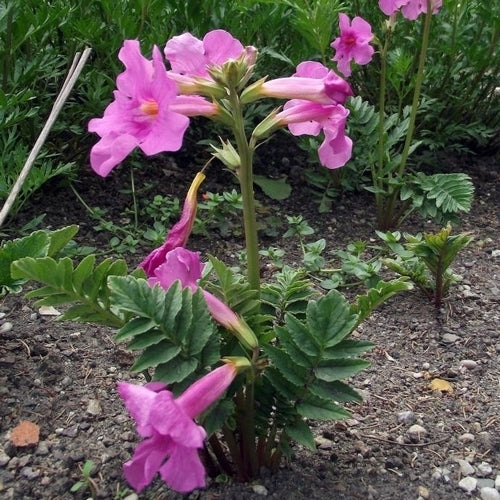 Incarvillea delavayi