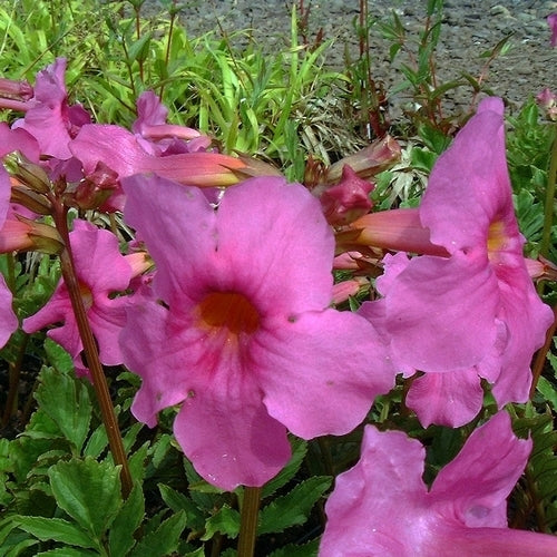 Incarvillea delavayi