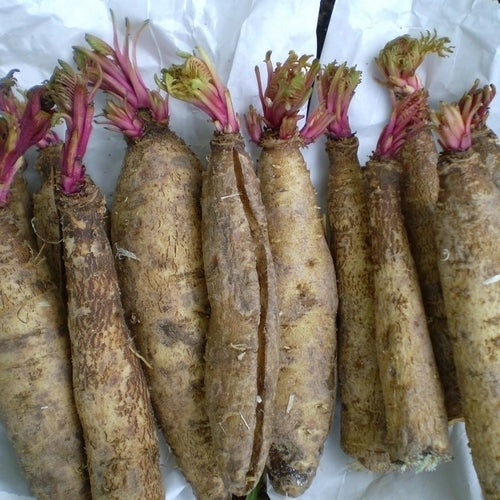 Incarvillea delavayi