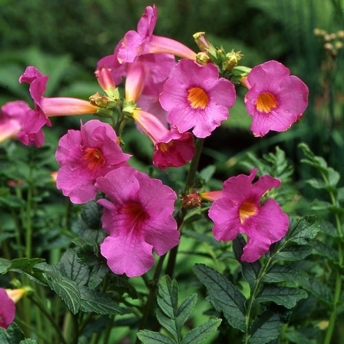 Incarvillea delavayi