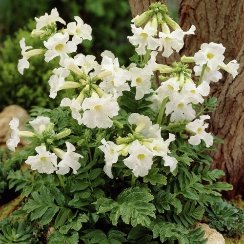 Incarvillea delavayi 'Snowtop'
