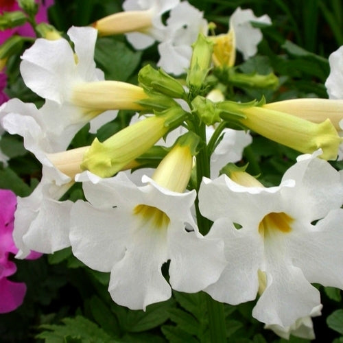 Incarvillea delavayi 'Snowtop'
