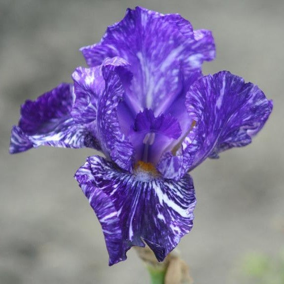 Iris germanica 'Batik'