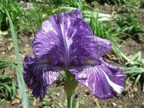 Iris germanica 'Batik'
