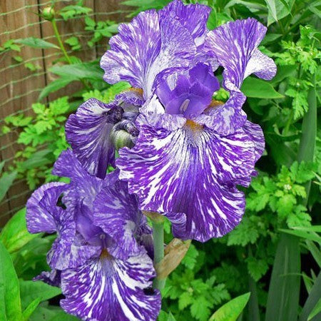 Iris germanica 'Batik'