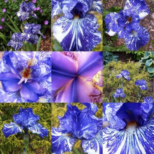 Iris germanica 'Batik'