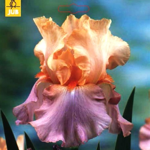 Iris germanica 'Crazy For You'
