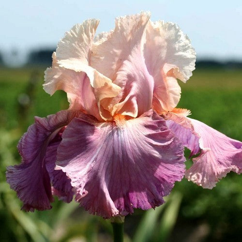 Iris germanica 'Crazy For You'