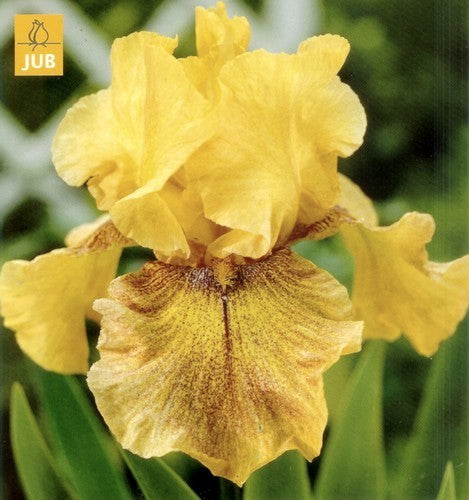Iris germanica 'Desert Echo'
