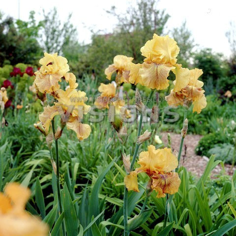 Iris germanica 'Desert Echo'