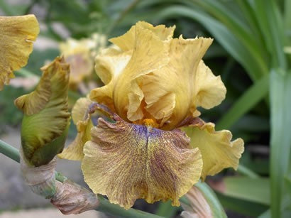 Iris germanica 'Desert Echo'