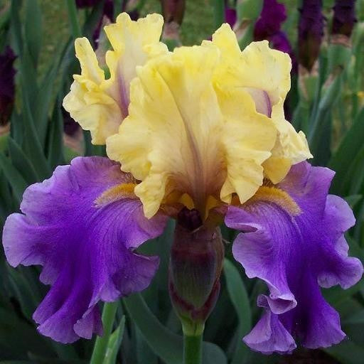 Iris germanica 'Edith Wolford'